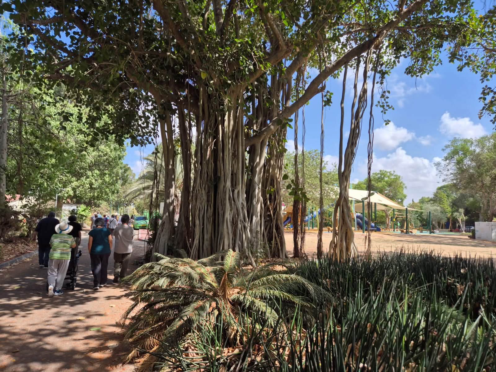 קבוצת הסיור צועדת לצד עץ הפיקוס ברעים