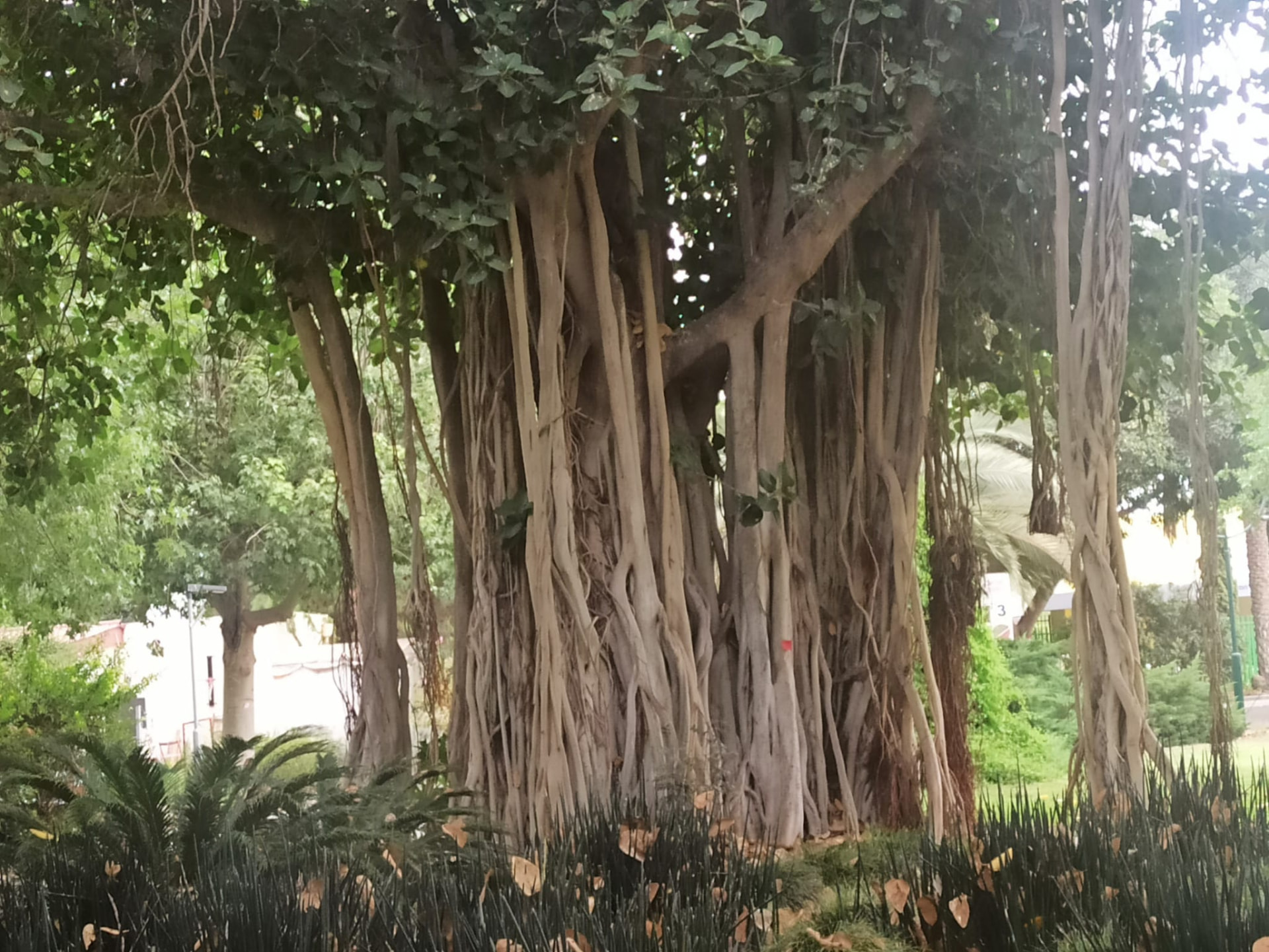 עץ פיקוס ותיק ושורשיו במרחב הירוק של הקיבוץ